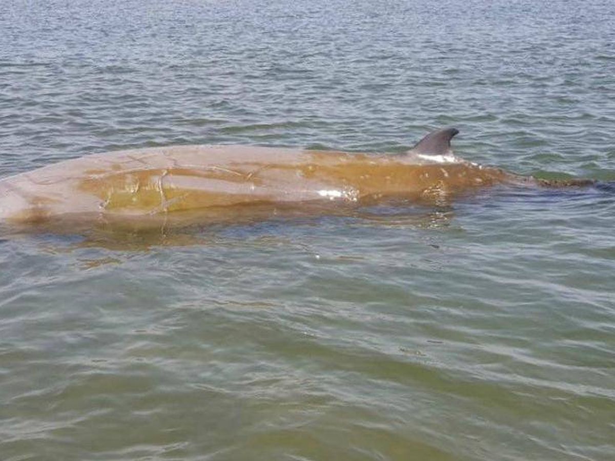 Foto: La ballena en el delta del Ebro. (Agents Rurals de la Generalitat)