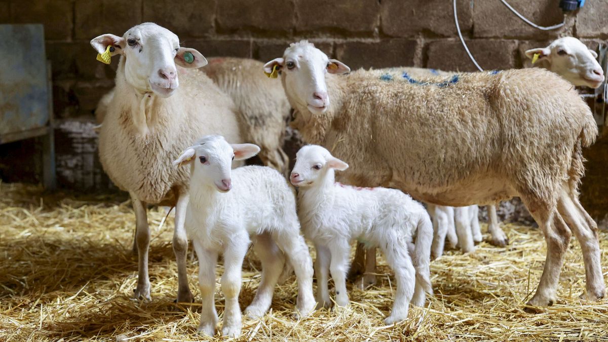 Castilla-La Mancha controla la viruela ovina con 40.000 animales sacrificados