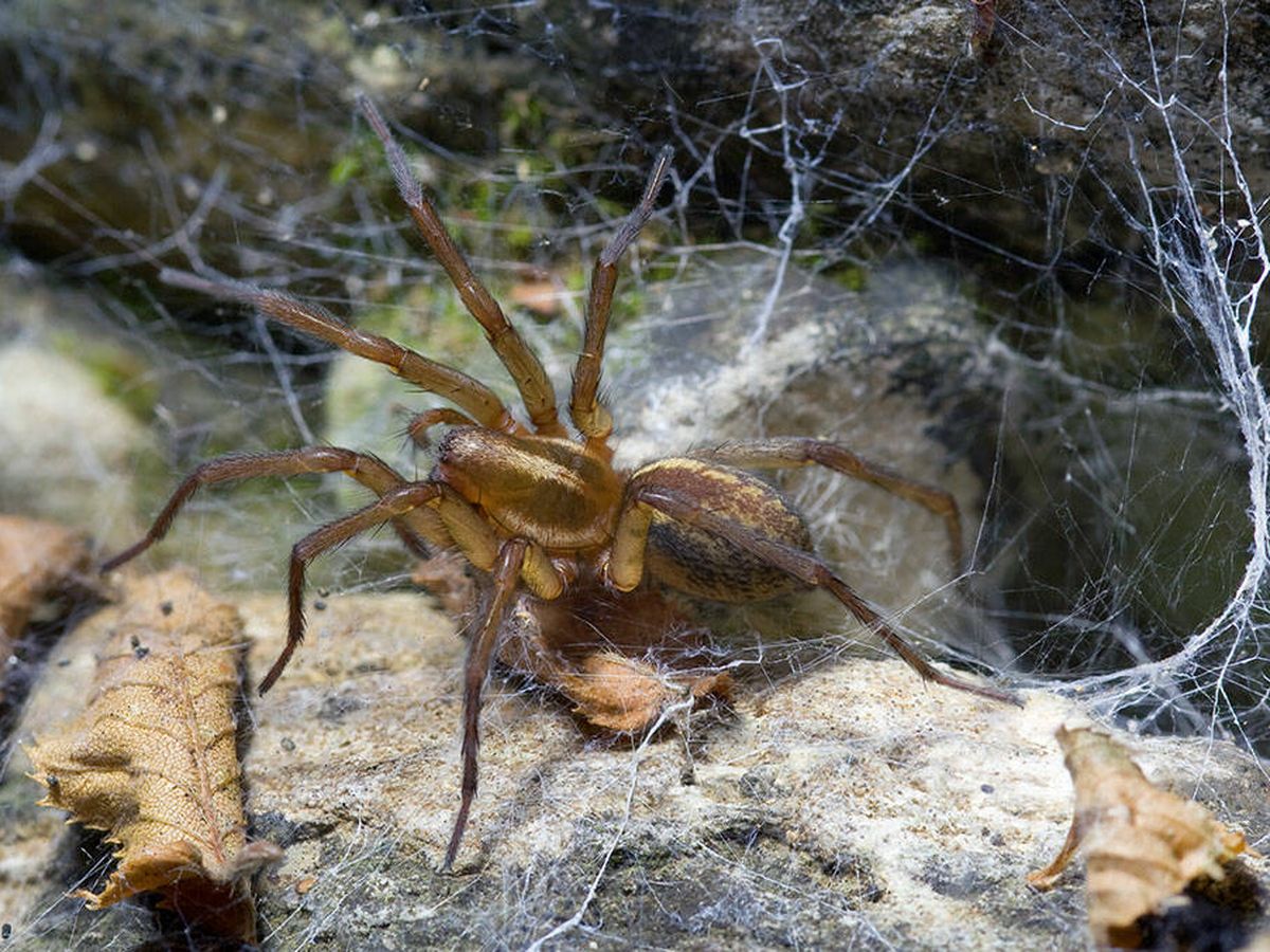 Foto: Bonita, ¿eh? Un ejemplar de la araña tejedora de embudo australiana. (Spinnen Forum Wiki)