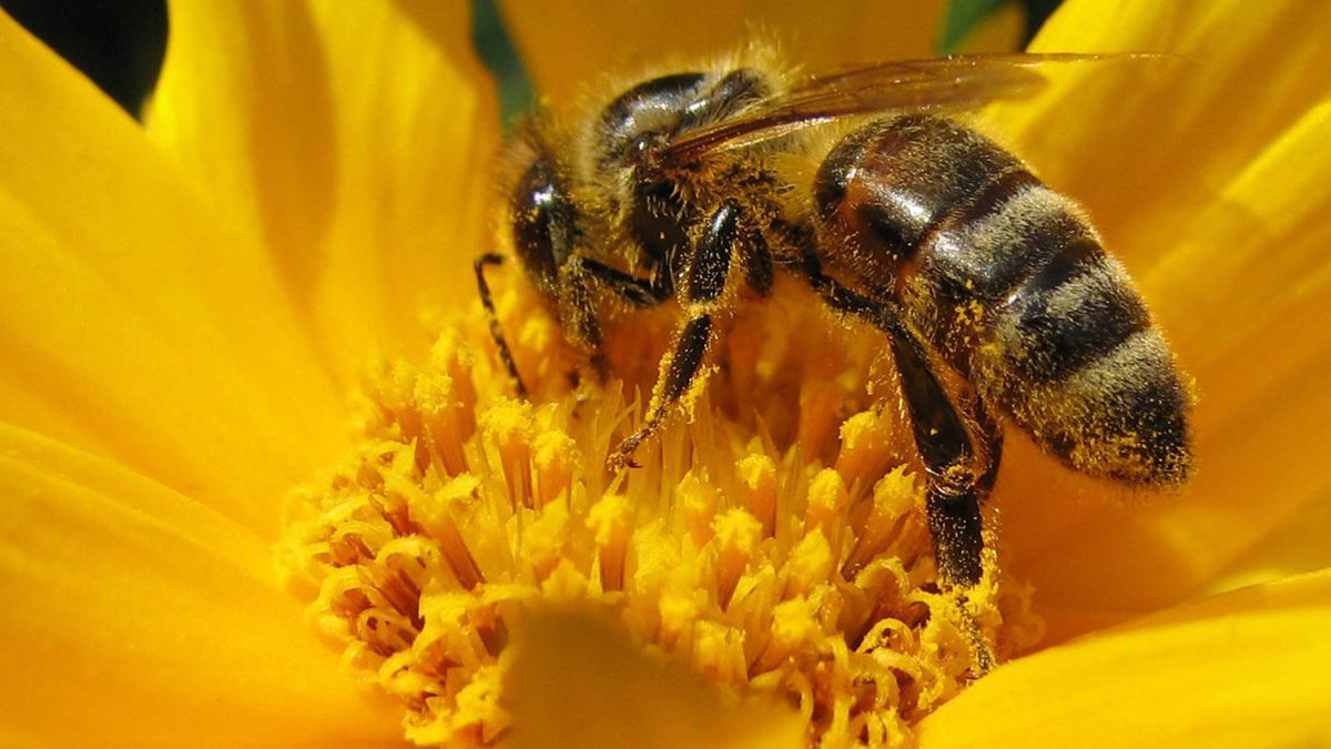Nivel de polen en el aire: consulte la intensidad de la alergia en su provincia