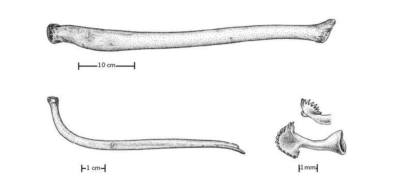 Varios báculos de (arriba) una morsa macho (Odobenus rosmarus), (abajo izquierda) un hurón macho (Procyon lotor) y (abajo a la derecha) una ardilla moteada (Xerospermophilos spilosoma).