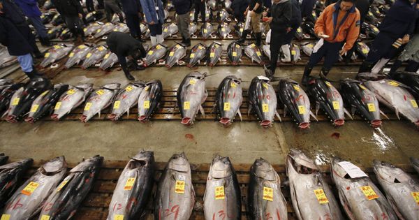 Foto: Mayoristas compran atún fresco en el mercado de Tsukiji en Tokio (Japón). (Reuters/Toru Hanai)