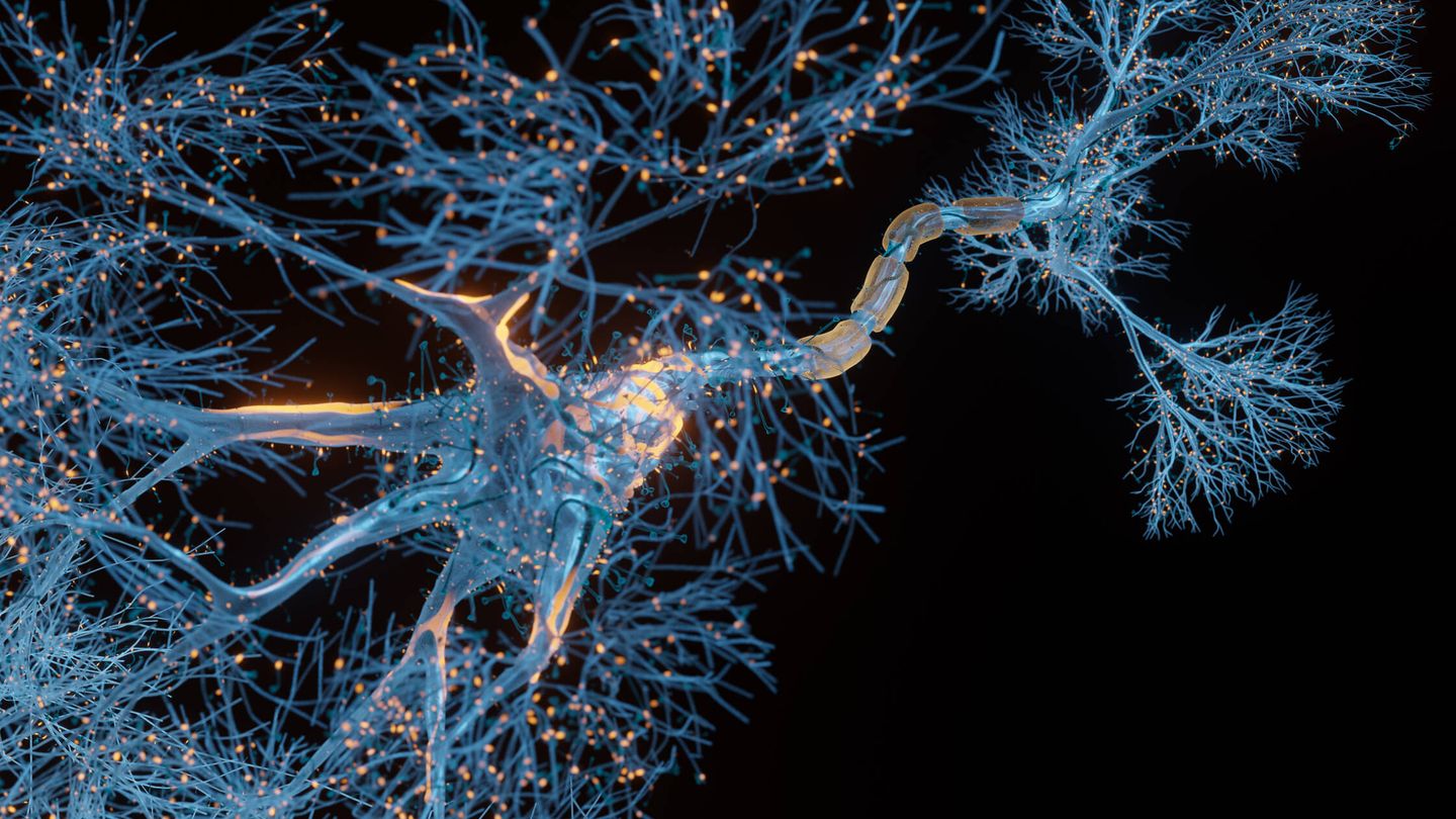 Vista microscópica de una neurona con sus axones y dendritas. (iStock)