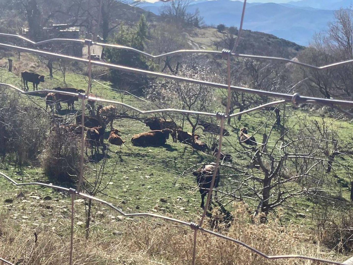 Algunas de las vacas capturadas por el Consistorio. (Ayuntamiento de Bayárcal)