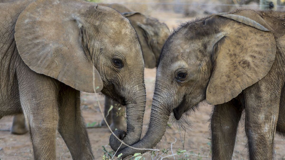 Muere un turista español pisoteado por un elefante en Sudáfrica