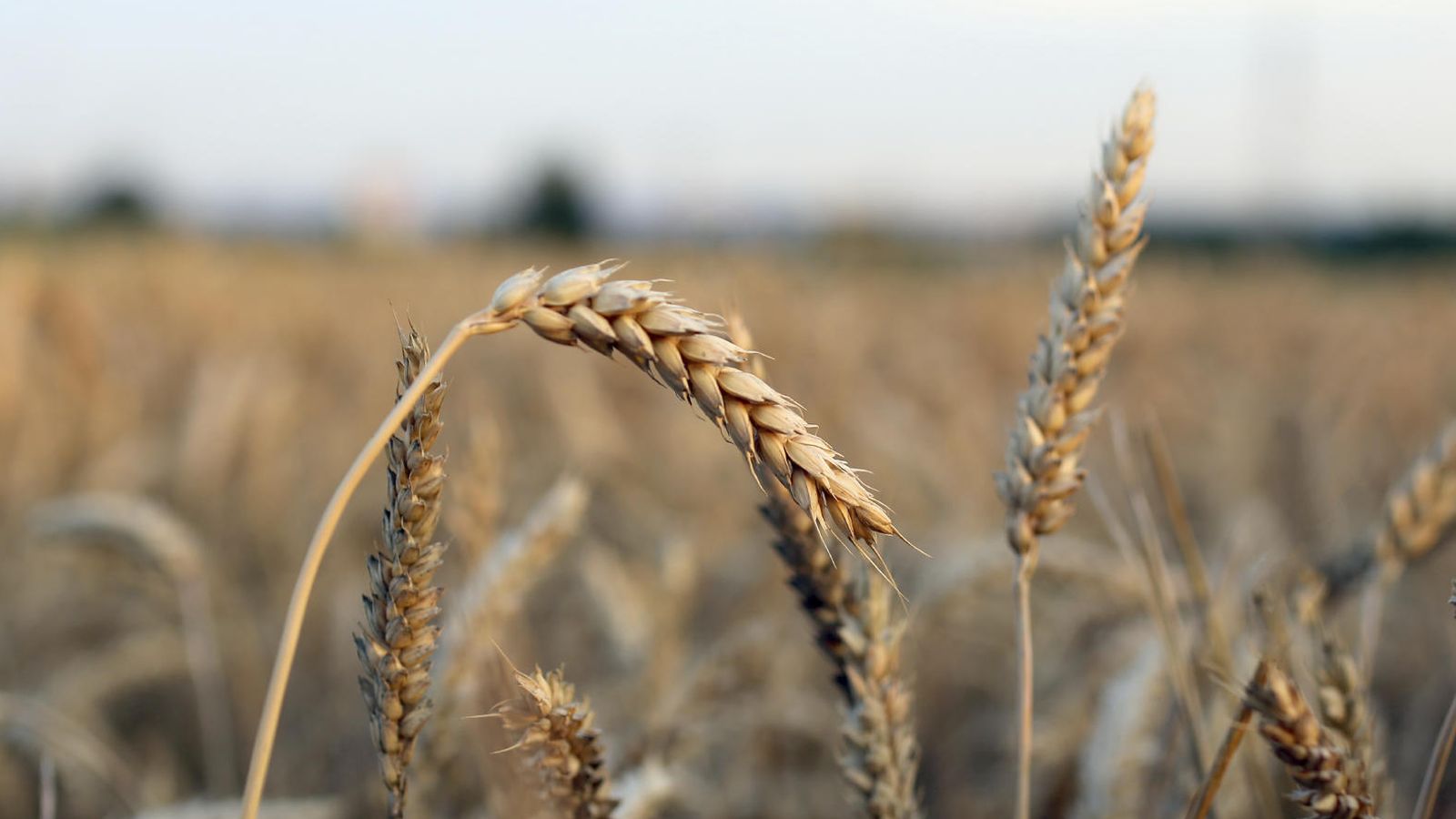Foto: El trigo es omnipresente en nuestra alimentación. (iStock)